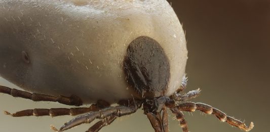 Telefony komórkowe przyciągają do nas kleszcze!