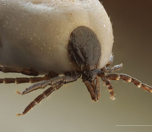 Telefony komórkowe przyciągają do nas kleszcze!