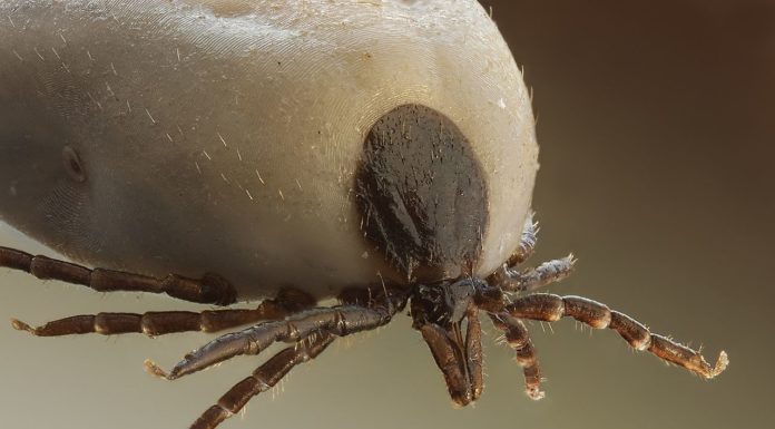 Telefony komórkowe przyciągają do nas kleszcze!