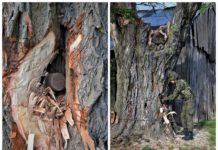 Lubelskie. Wyzwanie dla saperów – podejmowali niewybuch z drzewa