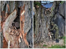 Lubelskie. Wyzwanie dla saperów – podejmowali niewybuch z drzewa