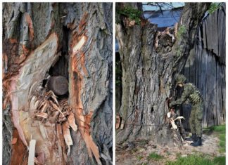 Lubelskie. Wyzwanie dla saperów – podejmowali niewybuch z drzewa