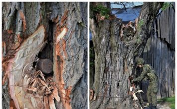 Lubelskie. Wyzwanie dla saperów – podejmowali niewybuch z drzewa