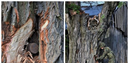 Lubelskie. Wyzwanie dla saperów – podejmowali niewybuch z drzewa