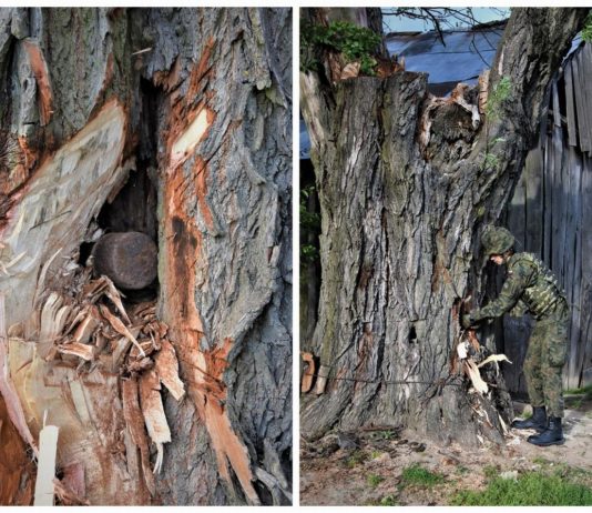 Lubelskie. Wyzwanie dla saperów – podejmowali niewybuch z drzewa