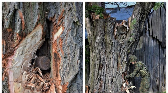 Lubelskie. Wyzwanie dla saperów – podejmowali niewybuch z drzewa