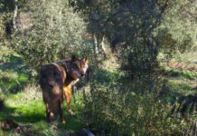 Najnowsze badania dowodzą, że europejscy łowcy z epoki lodowcowej jadali mięso wilków