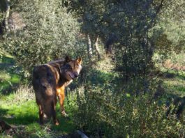 Najnowsze badania dowodzą, że europejscy łowcy z epoki lodowcowej jadali mięso wilków