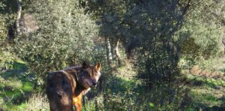 Najnowsze badania dowodzą, że europejscy łowcy z epoki lodowcowej jadali mięso wilków