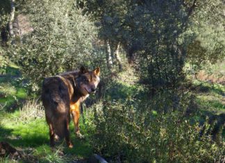 Najnowsze badania dowodzą, że europejscy łowcy z epoki lodowcowej jadali mięso wilków