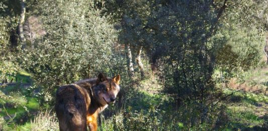 Najnowsze badania dowodzą, że europejscy łowcy z epoki lodowcowej jadali mięso wilków