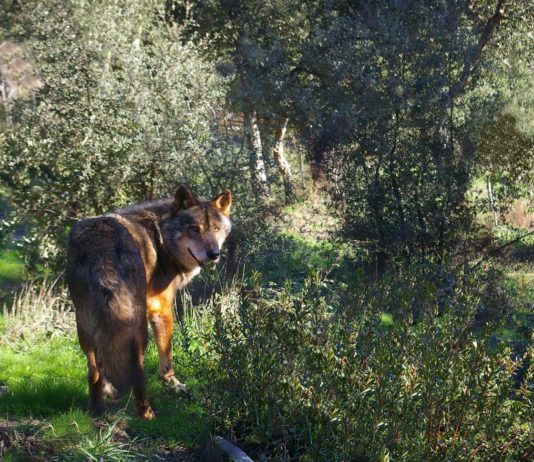 Najnowsze badania dowodzą, że europejscy łowcy z epoki lodowcowej jadali mięso wilków