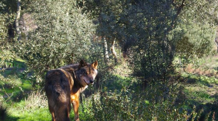 Najnowsze badania dowodzą, że europejscy łowcy z epoki lodowcowej jadali mięso wilków