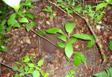 Znalazł w lesie hełm – przykrywał czaszkę żołnierza hełm niemieckiego żołnierza`