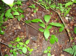 Znalazł w lesie hełm – przykrywał czaszkę żołnierza hełm niemieckiego żołnierza`