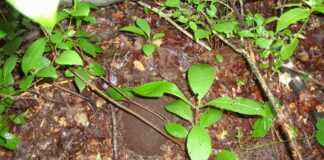 Znalazł w lesie hełm – przykrywał czaszkę żołnierza hełm niemieckiego żołnierza`