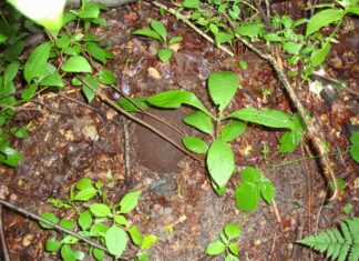 Znalazł w lesie hełm – przykrywał czaszkę żołnierza hełm niemieckiego żołnierza`