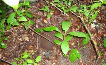 Znalazł w lesie hełm – przykrywał czaszkę żołnierza hełm niemieckiego żołnierza`