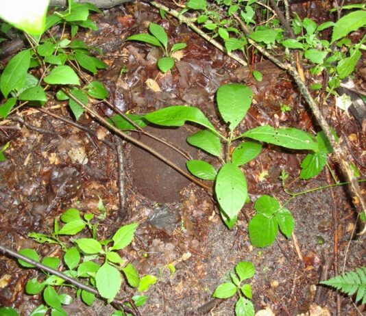 Znalazł w lesie hełm – przykrywał czaszkę żołnierza hełm niemieckiego żołnierza`