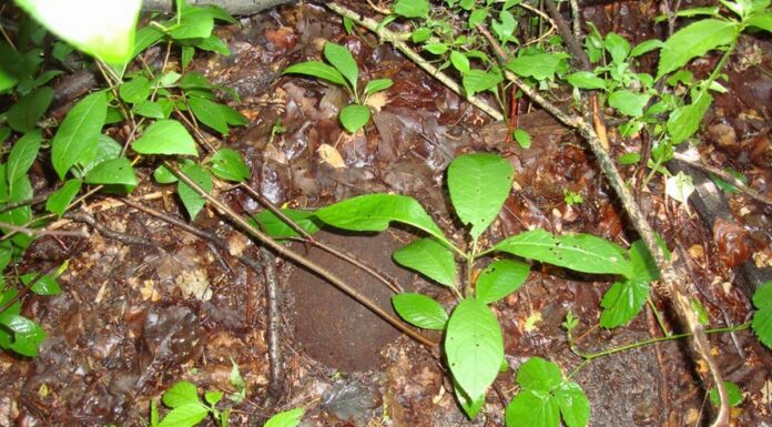 Znalazł w lesie hełm – przykrywał czaszkę żołnierza hełm niemieckiego żołnierza`