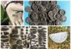 Archeolodzy z poszukiwaczami odkryli skarb średniowiecznych srebrnych monet