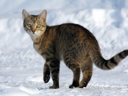 Koty w Polsce już 6 tys. lat temu zwalczały gryzonie