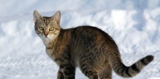 Koty w Polsce już 6 tys. lat temu zwalczały gryzonie