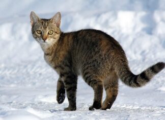 Koty w Polsce już 6 tys. lat temu zwalczały gryzonie