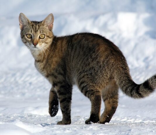 Koty w Polsce już 6 tys. lat temu zwalczały gryzonie