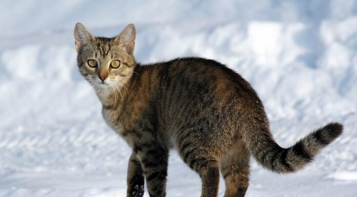 Koty w Polsce już 6 tys. lat temu zwalczały gryzonie