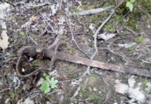 Dolnośląskie. Wybrał się z rodziną na spacer i znalazł szablę z XIX wieku pruska szabla Świebodzice