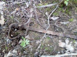 Dolnośląskie. Wybrał się z rodziną na spacer i znalazł szablę z XIX wieku pruska szabla Świebodzice