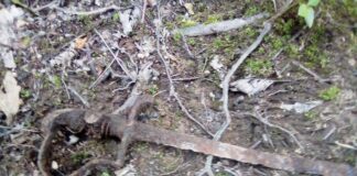 Dolnośląskie. Wybrał się z rodziną na spacer i znalazł szablę z XIX wieku pruska szabla Świebodzice