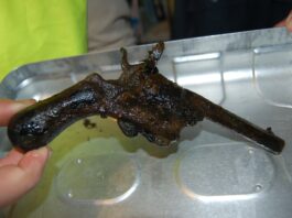Wyłowił magnesem z jeziora rewolwer i przekazał do muzeum