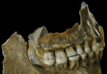 Próchnica była już 9 tys. lat temu na terenie Polski