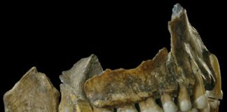 Próchnica była już 9 tys. lat temu na terenie Polski