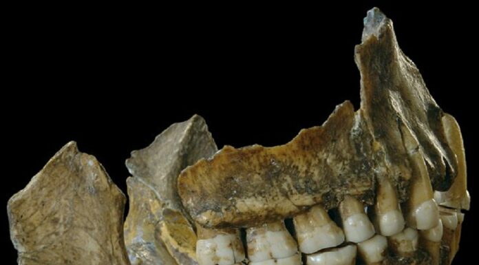 Próchnica była już 9 tys. lat temu na terenie Polski