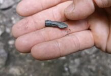 Tropem Scytów na Jurze, czyli jak można popełnić przestępstwo odkrywając i ratując zabytek Scytyjski grot strzały odkryty na Jurze