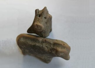 Gliniane figurki świnek sprzed 3,5 tys. lat odkryte w ufortyfikowanej osadzie w Małopolsce
