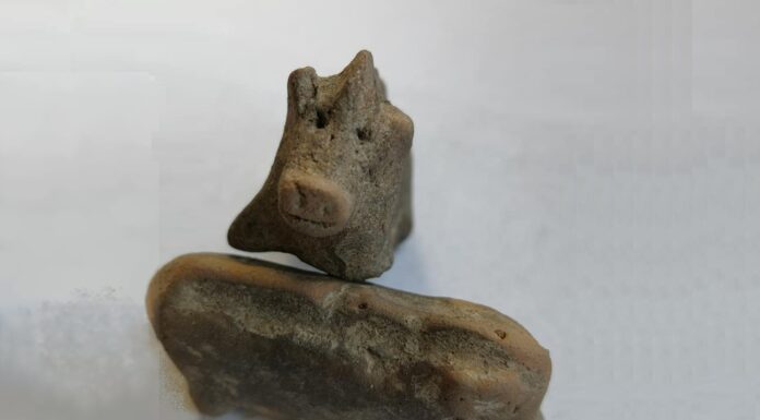 Gliniane figurki świnek sprzed 3,5 tys. lat odkryte w ufortyfikowanej osadzie w Małopolsce