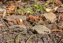 Osada sprzed 4500 lat odkryta przez leśników w Elblągu