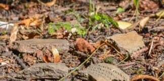 Osada sprzed 4500 lat odkryta przez leśników w Elblągu