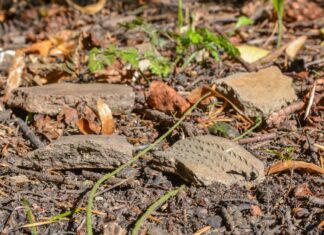 Osada sprzed 4500 lat odkryta przez leśników w Elblągu