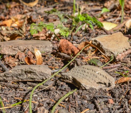 Osada sprzed 4500 lat odkryta przez leśników w Elblągu