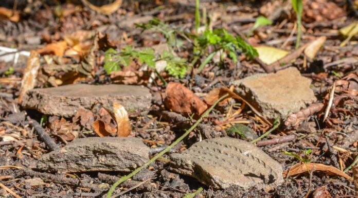 Osada sprzed 4500 lat odkryta przez leśników w Elblągu