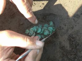 Skarb 351 szelągów Jana Kazimierza odkryto w Gródku pod Hrubieszowem (GALERIA) eksplorowanie skarbu boratynek