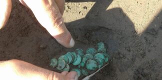 Skarb 351 szelągów Jana Kazimierza odkryto w Gródku pod Hrubieszowem (GALERIA) eksplorowanie skarbu boratynek