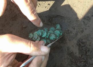 Skarb 351 szelągów Jana Kazimierza odkryto w Gródku pod Hrubieszowem (GALERIA) eksplorowanie skarbu boratynek