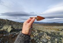 Grot bełtu kuszy odkrył w topniejącym lodowcu łowca reniferów grot bełtu kuszy odkryty w lodowcu