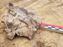 Twarz z rogami na naczyniu sprzed 7 tys. lat odkryta w Małopolsce Twarz z rogami na ceramicznym naczyniu sprzed 7 tys lat